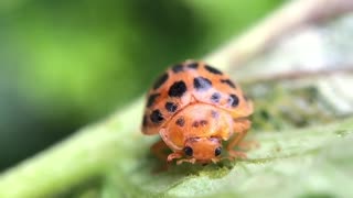 A very cute orange ladybug feeding of a leaf