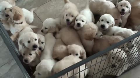 Golden Retriever Reacts to Golden Retriever Puppy