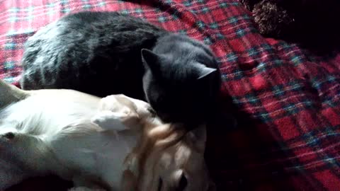 Cat considers a dog to be his child.