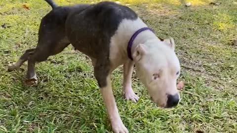 Skinny pittie found curled up in the woods is gorgeous now
