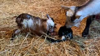 Baby Goats Just Born