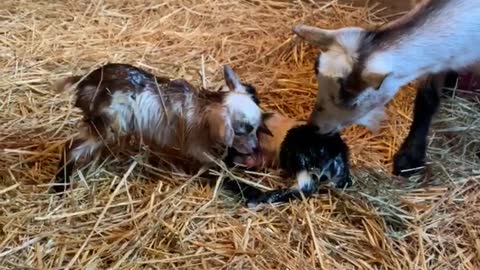 Baby Goats Just Born