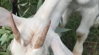 goats at dinner