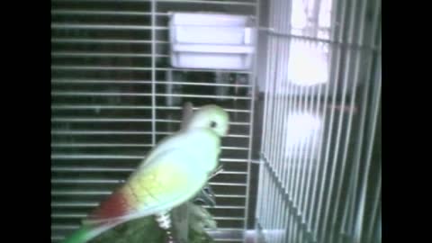 Bird Talks To Fake Bird In His Cage, Calls It "Pretty Bird"