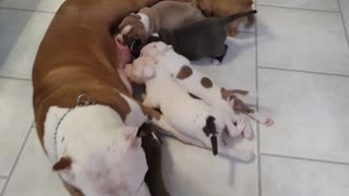 Puppies are attacking the mom🤪😭