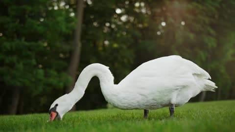 "Silent Grace: A Swan's Story"