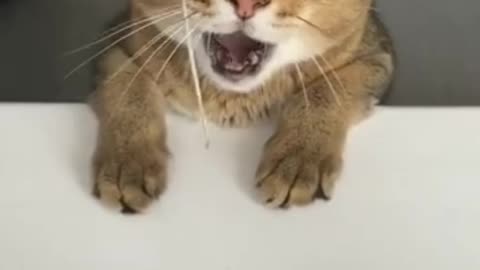 Angry cat slaps owner.