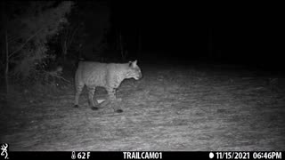 🐾😸🐾 Beautiful Bobcat, check out the scratch out marking 🐾😸🐾