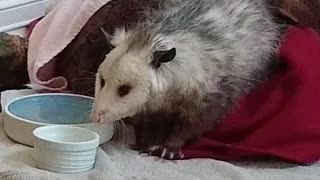 Baby Opossum wakes up for a morning drink