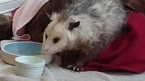Baby Opossum wakes up for a morning drink