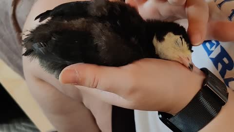 SPOILED TURKEY WANTS TO BE PET ALL THE TIME!