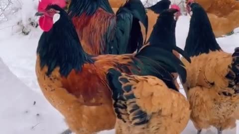 A group of chickens walking on the ice