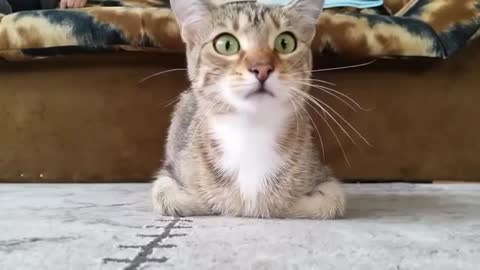 Fearful Cat watches Horror movie