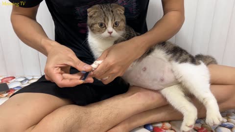 Caring for pregnant cats about to give birth
