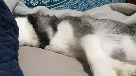 Cute Husky | When you wake up on the wrong side of the bed and everything annoys you