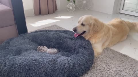 Golden Retriever Shocked by a Kitten occupying his bed!.