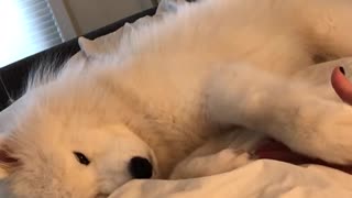 Attention-Seeker Husky Loves To Cuddle In Bed