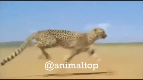 Cheetah Running High Power Speed
