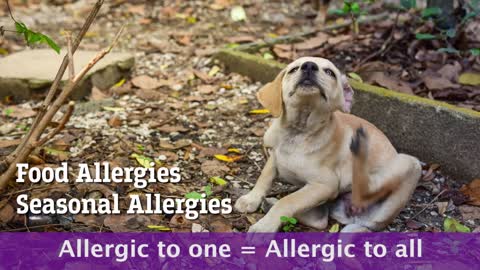 Dog Allergies and Other Issues