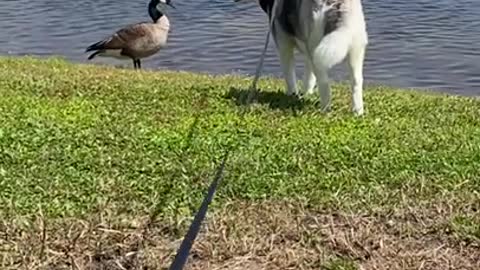Duck Hunt, But With A Husky A funny Video