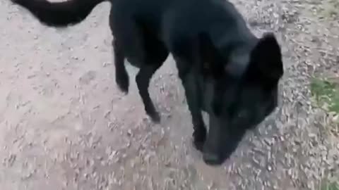 Dogs epic moments Funny