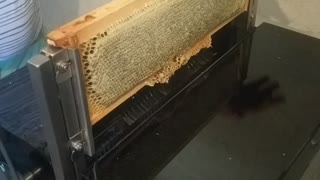 Uncapping honey frame