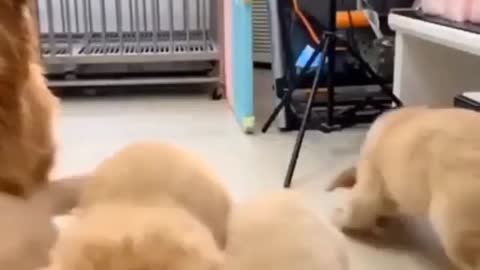 Cute Labrador Feeds His Children