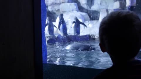 Boy watches gentoo penguins inside the cold aquarium