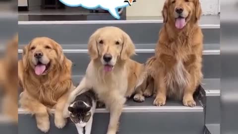 Dog brings out cat