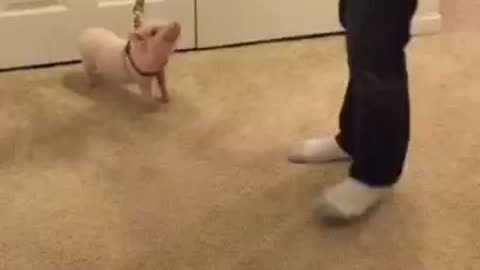 Mini Pig super excited about going for a walk