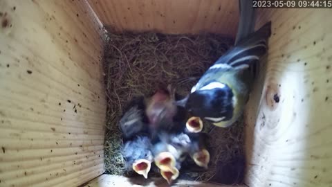 Birdwatch: Livecam from a tit nest