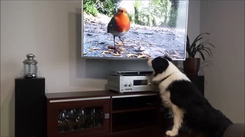 Dog Watching TV