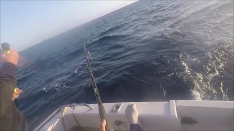 Blue Marlin Doesn't Want To Go In Boat, Won't Go Down Without A Fight