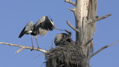 Great Blue Herons in a Nest with a Chick