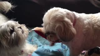 Two cute pups fight over a toy