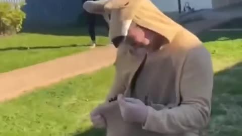 Little kangaroo thinks the man dressed in kangaroo is his mom