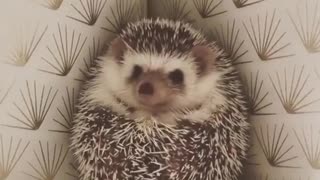 Adorable Hedgehog waiting For Family Members