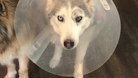Stubborn Husky Loudly Protests Against Annoying Cone