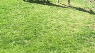 Alexander the Great Dane winning in tug of war