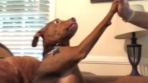 Good boy practices his high fives