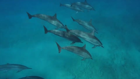 Watch dolphin video and take injoy watch the video till the end