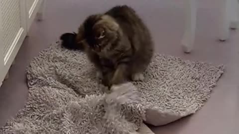 Cat Videos Compilation
