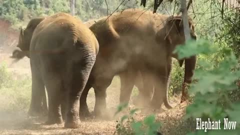 A Group of Elephants Throwing Dirt At Them in A jungle.