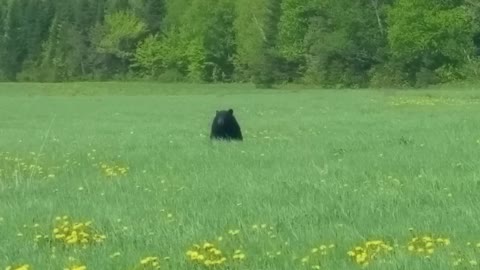 Black Bear Encounter