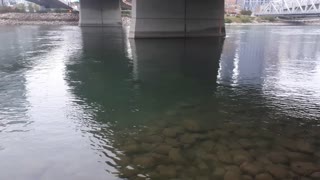 Beaver under water