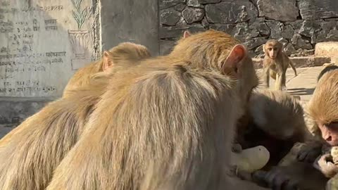 Monkeys Enjoy Eating Boiled Potatoes