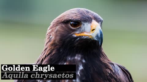 Top 10 Birds of Prey Mostly Used for Falcon