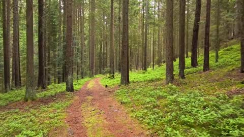 Nature Sounds Follow the Water Forest Walk ASMR 4k Relaxation