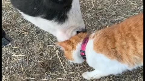 friendship between cat and cow cute cat with cow friendship
