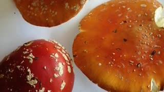 Beautiful amanita mushrooms.